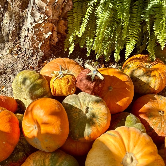 Pumpkin Decor - Picture 12 of 12